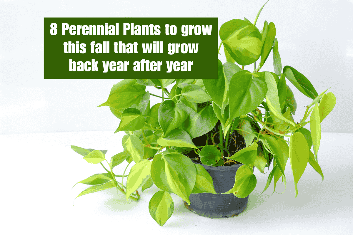 8 Perennial Plants to grow this fall that will grow back year after year