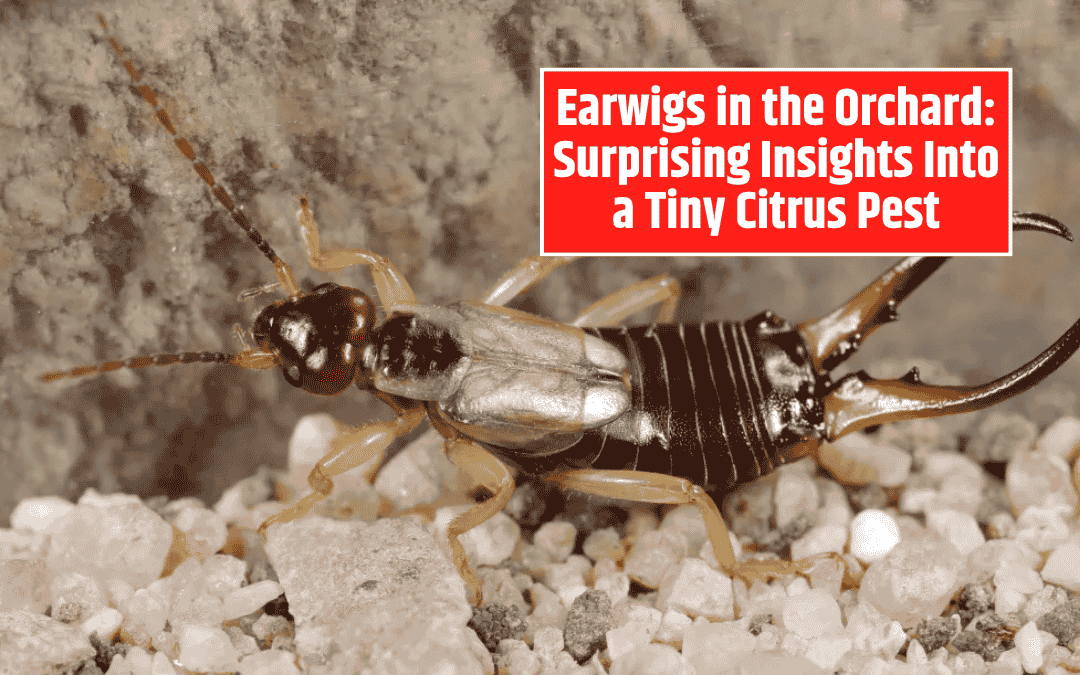 Earwigs in the Orchard: Surprising Insights Into a Tiny Citrus Pest