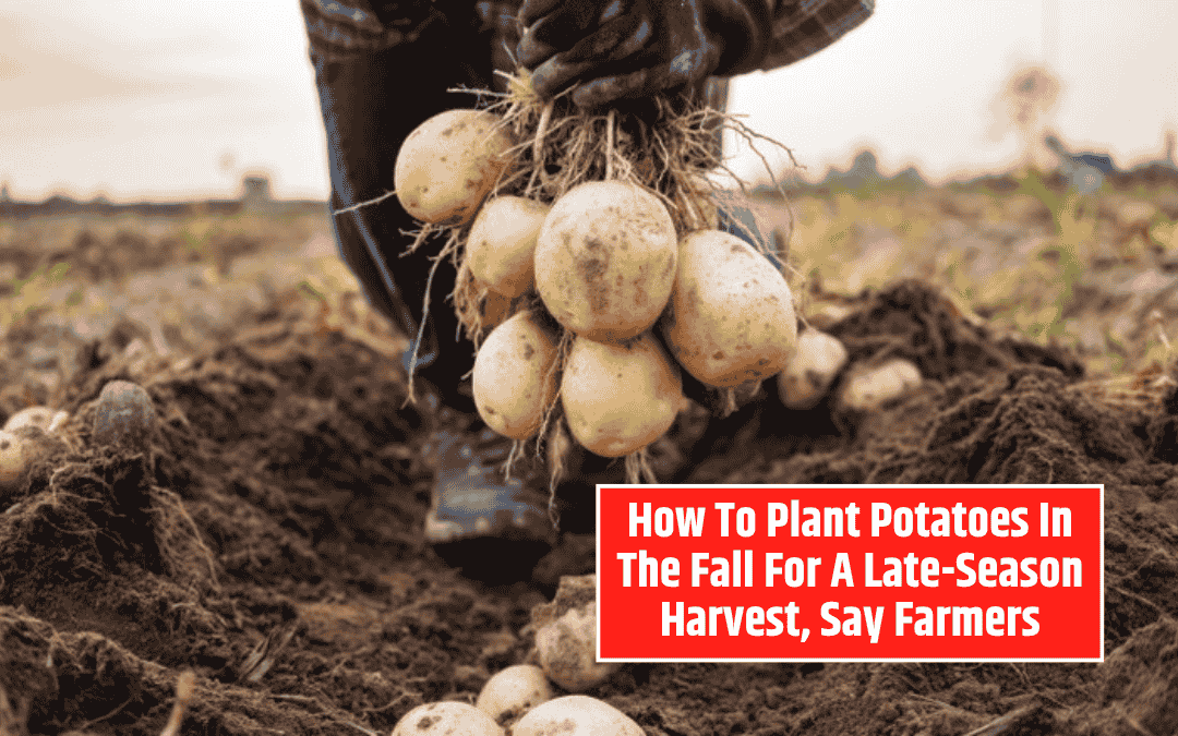 How To Plant Potatoes In The Fall For A Late-Season Harvest, Say Farmers