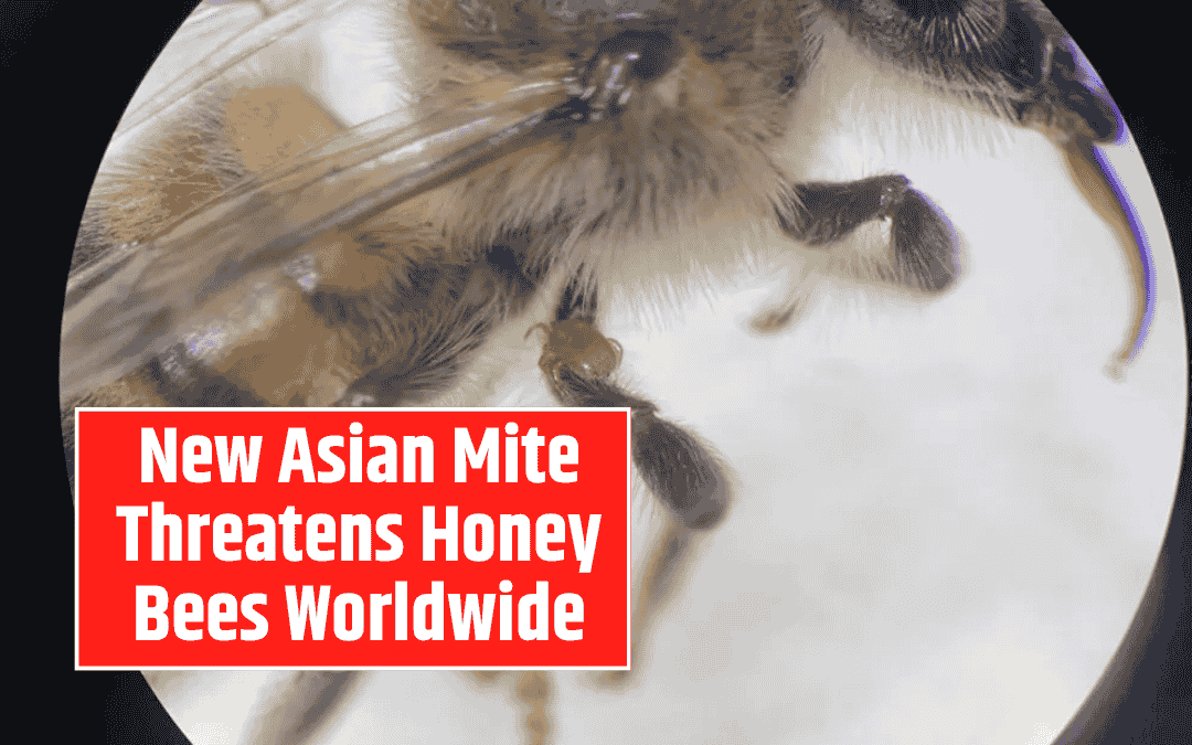 New Asian Mite Threatens Honey Bees Worldwide