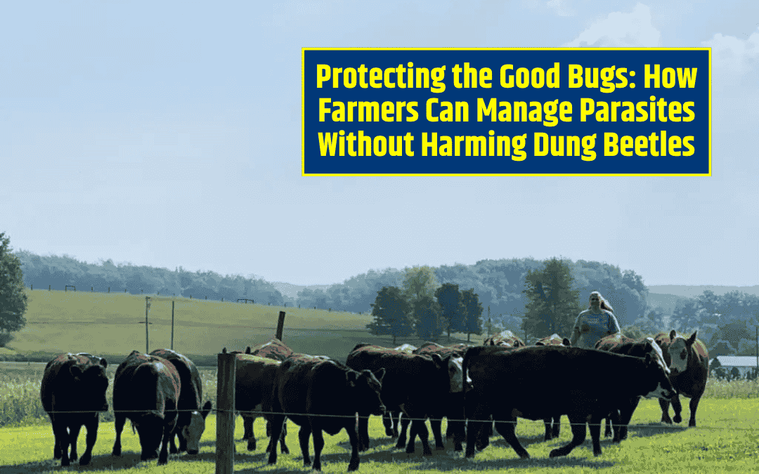 Protecting the Good Bugs: How Farmers Can Manage Parasites Without Harming Dung Beetles