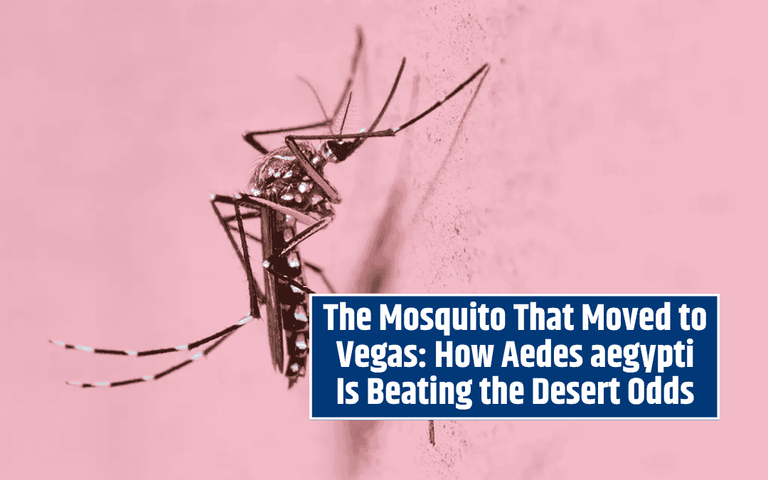 The Mosquito That Moved to Vegas: How Aedes aegypti Is Beating the Desert Odds